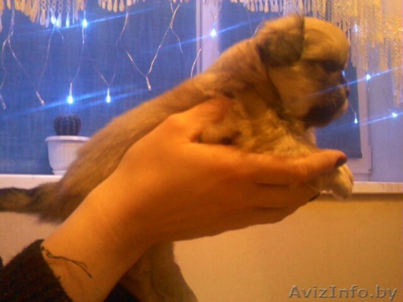 Продаю щенков королевского пекинеса. - Изображение #3, Объявление #509650