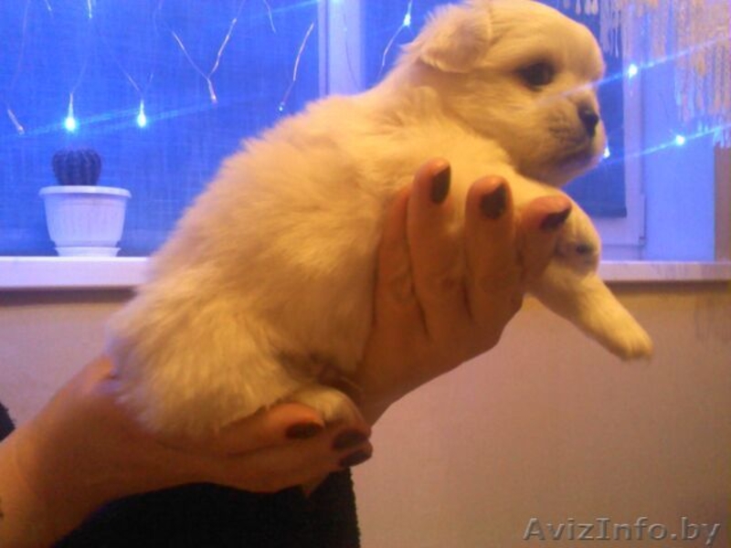 Продаю щенков королевского пекинеса. - Изображение #4, Объявление #509650