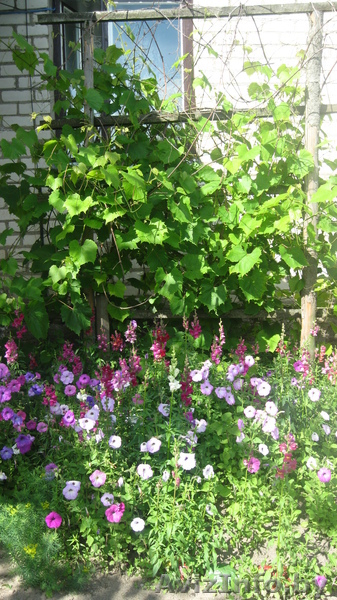 Квартира в д.Радевичи Мостовский р-н - Изображение #1, Объявление #565098