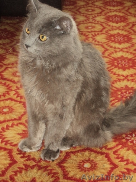  Красивый кот ищет кошечку для вязки - Изображение #1, Объявление #658632