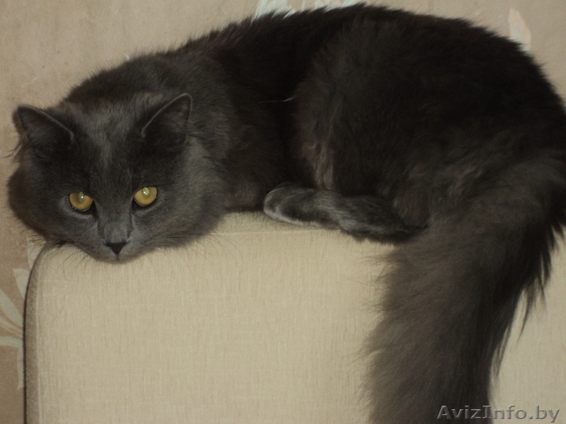  Красивый кот ищет кошечку для вязки - Изображение #3, Объявление #658632