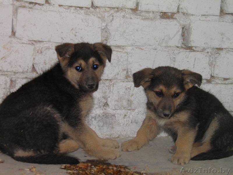 животные в дар!!! - Изображение #7, Объявление #654923