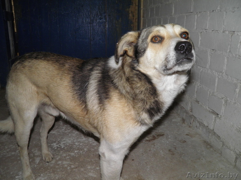 животные в дар!!! - Изображение #6, Объявление #654923