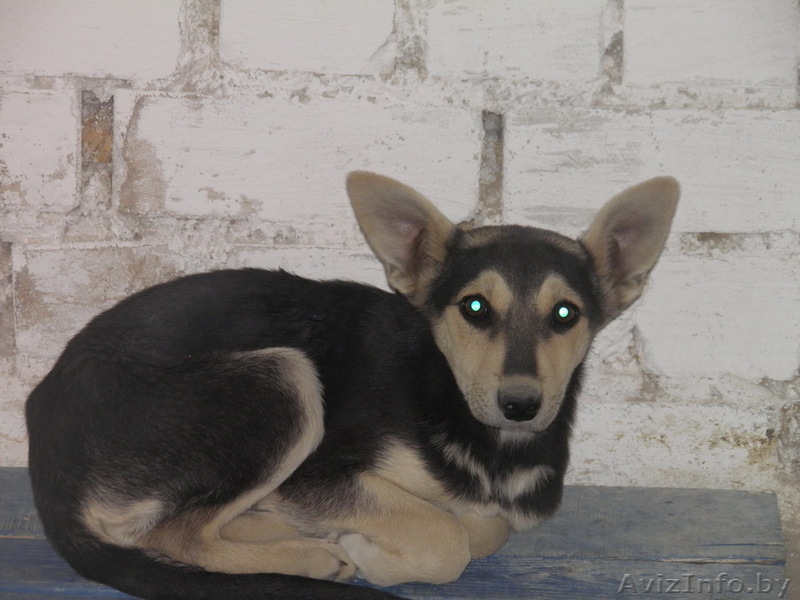 животные в дар!!! - Изображение #5, Объявление #654923