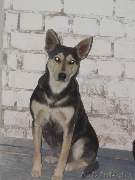 животные в дар!!! - Изображение #1, Объявление #654923