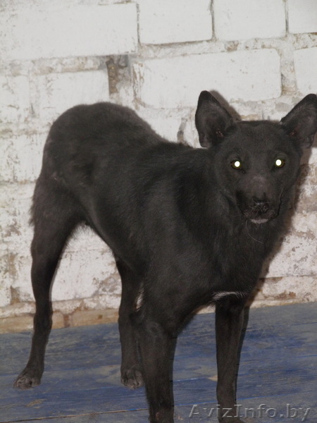 животные в дар!!! - Изображение #3, Объявление #654923