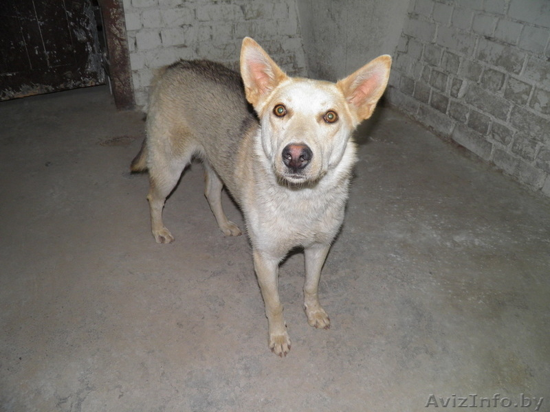 животные в дар!!! - Изображение #8, Объявление #654923