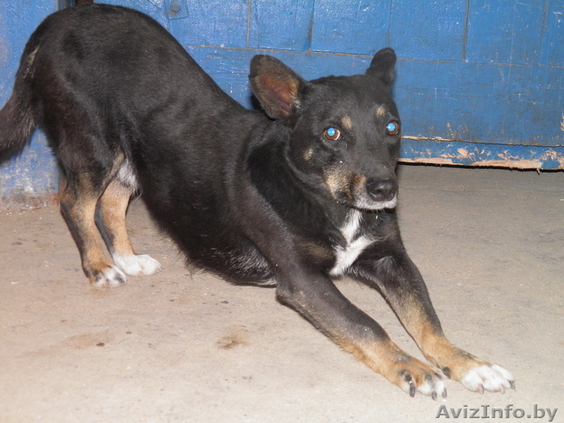 животные в дар!!! - Изображение #9, Объявление #654923