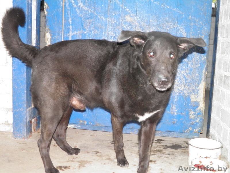 животные в дар!!! - Изображение #10, Объявление #654923