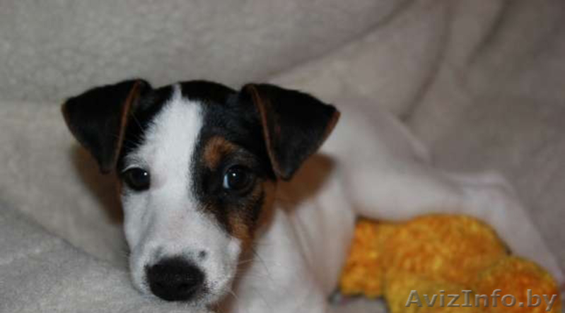 Малышка Джек Рассел терьер - Изображение #3, Объявление #801055