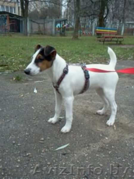 Малышка Джек Рассел терьер - Изображение #1, Объявление #801055