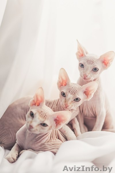 котята  канадского сфинкса - Изображение #1, Объявление #862157