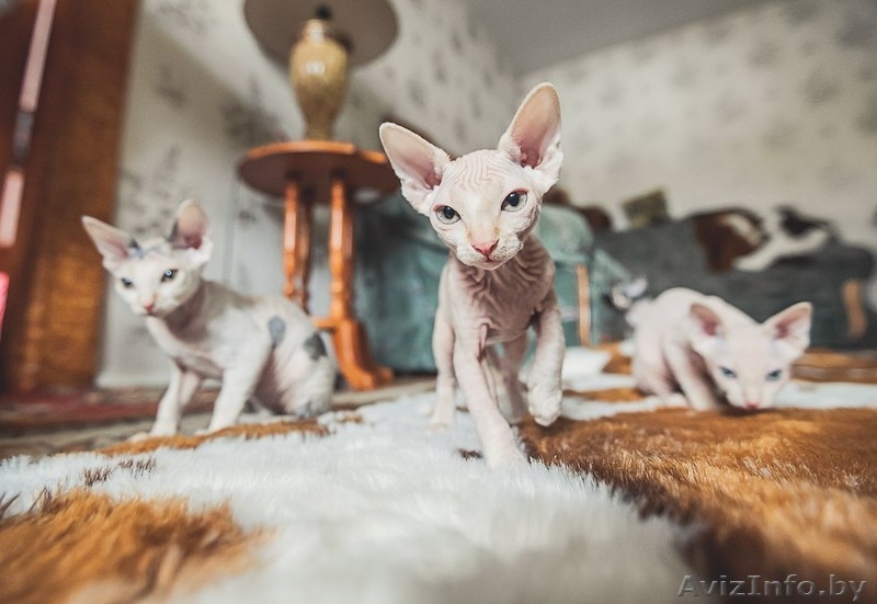 котята  канадского сфинкса - Изображение #5, Объявление #862157