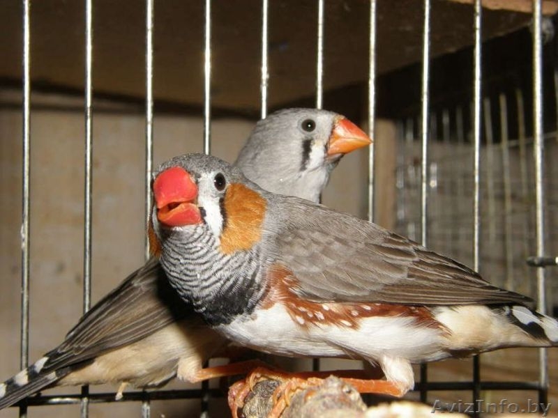 Продам разные виды попугаев - Изображение #2, Объявление #877991