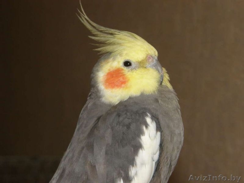 Продам разные виды попугаев - Изображение #4, Объявление #877991