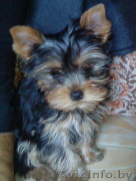 щенки йоркширские терьеры,ждут своих хозяев - Изображение #2, Объявление #946519