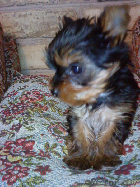 щенки йоркширские терьеры,ждут своих хозяев - Изображение #4, Объявление #946519