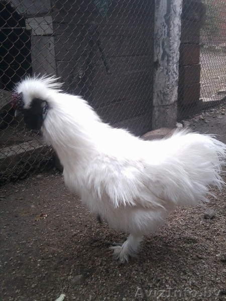 шелковые петушки - Изображение #1, Объявление #968798