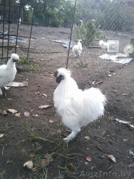 шелковые петушки - Изображение #2, Объявление #968798