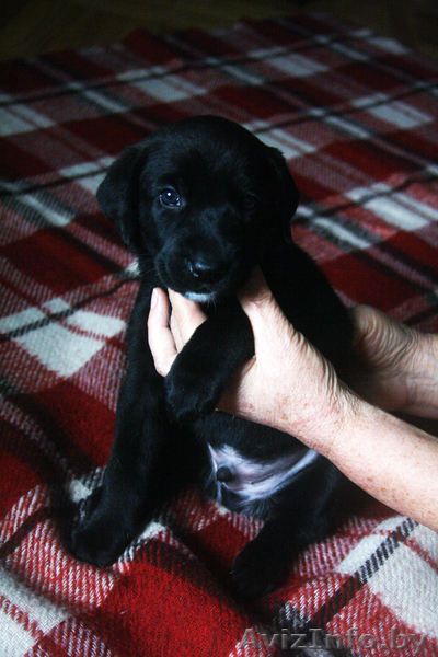 Отдам щенков в дар. Нам 1 месяц! - Изображение #1, Объявление #977607