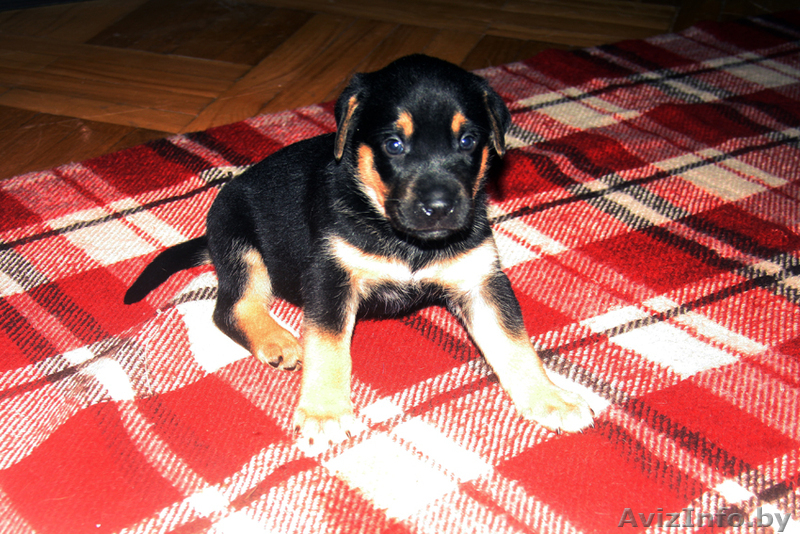 Отдам щенков в дар. Нам 1 месяц! - Изображение #3, Объявление #977607