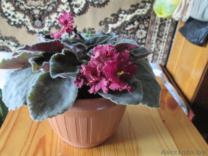 Продам комнатные цветы.См фото. - Изображение #2, Объявление #975044