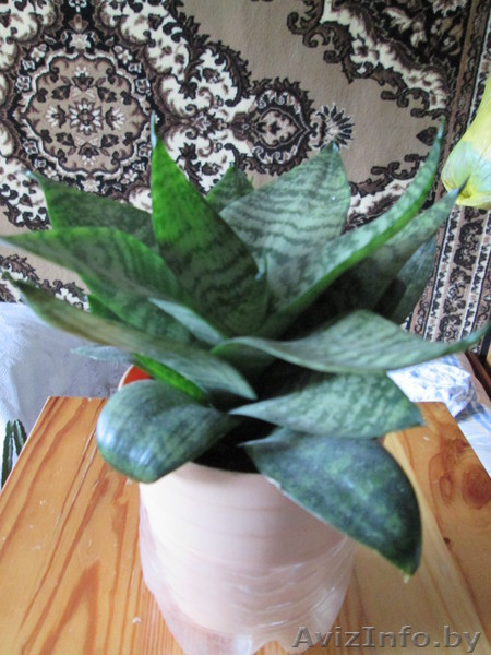 Продам комнатные цветы.См фото. - Изображение #4, Объявление #975044