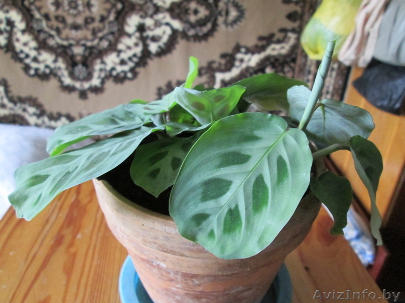 Продам комнатные цветы.См фото. - Изображение #5, Объявление #975044