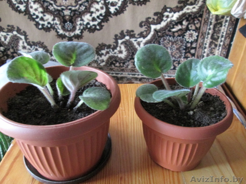 Продам комнатные цветы.См фото. - Изображение #6, Объявление #975044