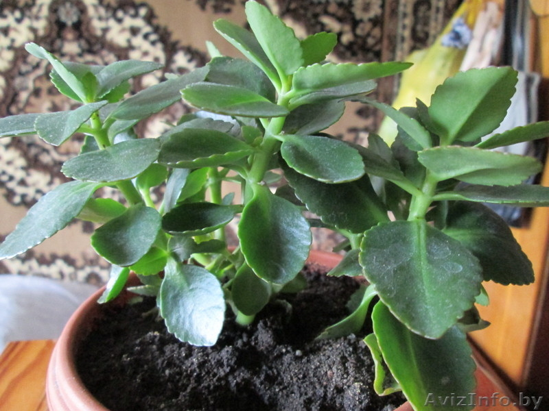 Продам комнатные цветы.См фото. - Изображение #7, Объявление #975044