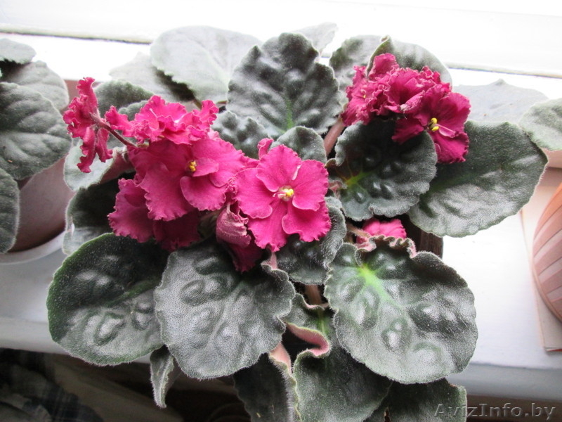 Продам комнатные цветы.См фото. - Изображение #9, Объявление #975044