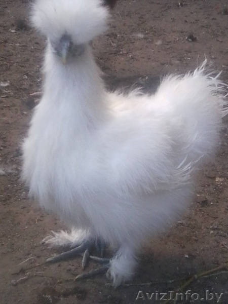 шелковые петушки - Изображение #4, Объявление #968798