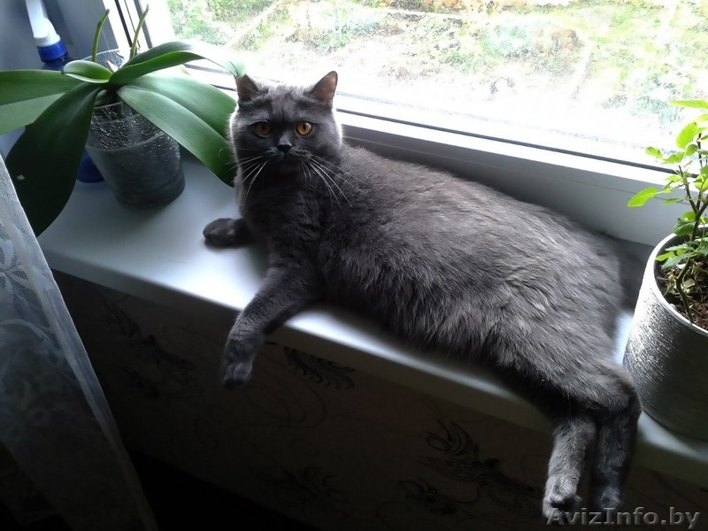 Продам черного британского котенка - Изображение #3, Объявление #1022266