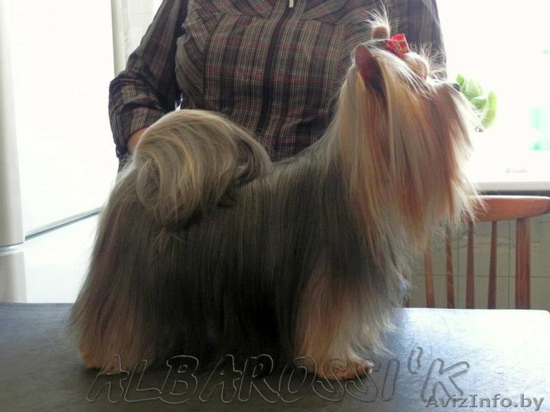 Мальчик йорк ищет девочку (вязка) - Изображение #2, Объявление #1063899