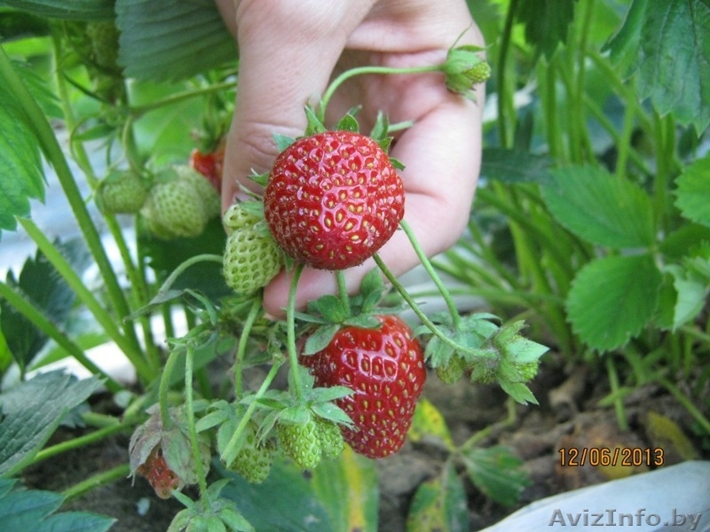 Клубника (мощная по корням рассада) сорт "Хоней" раннего срока созревания. - Изображение #1, Объявление #1077534