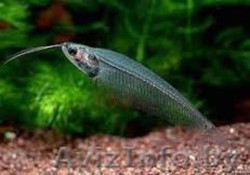 стеклянный аквариумный сомик - Изображение #3, Объявление #1104669
