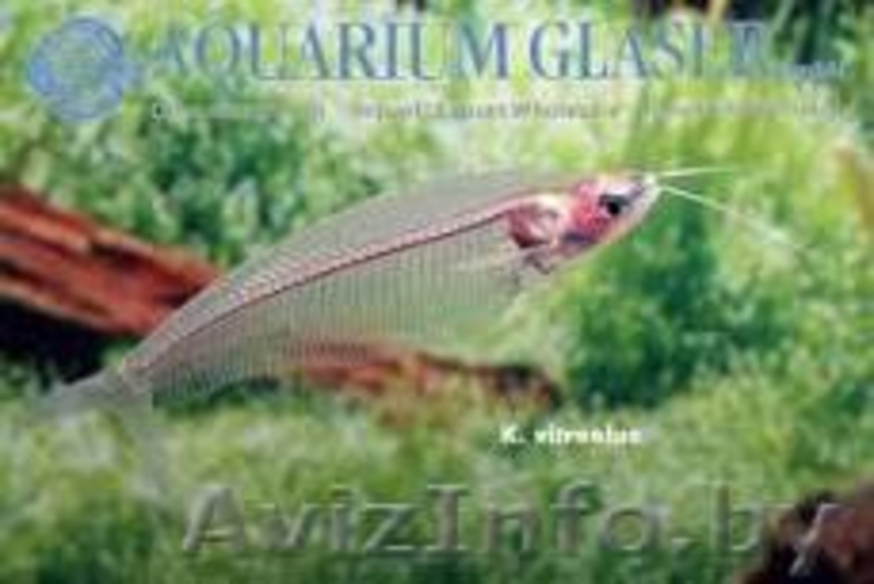 стеклянный аквариумный сомик - Изображение #2, Объявление #1104669