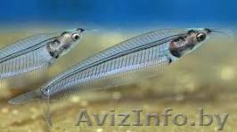 стеклянный аквариумный сомик - Изображение #1, Объявление #1104669