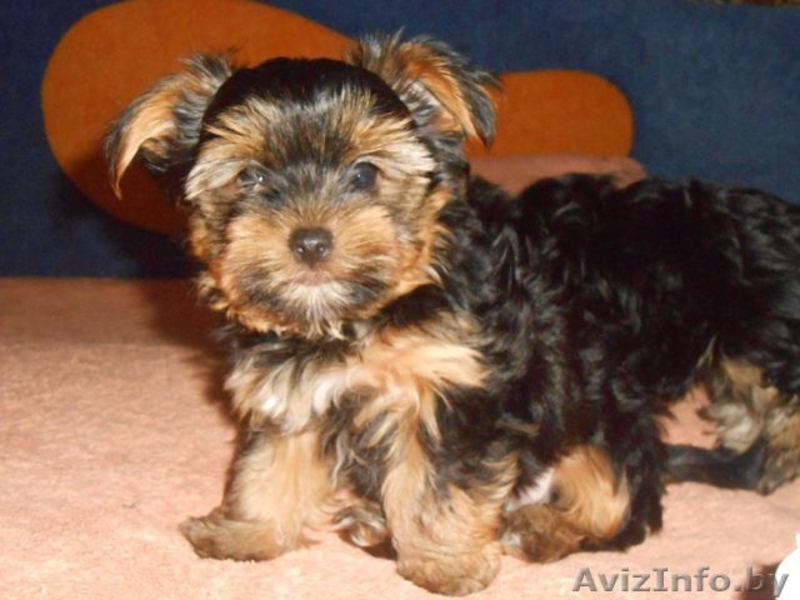 щенки йорк-терьера  - Изображение #2, Объявление #1112031