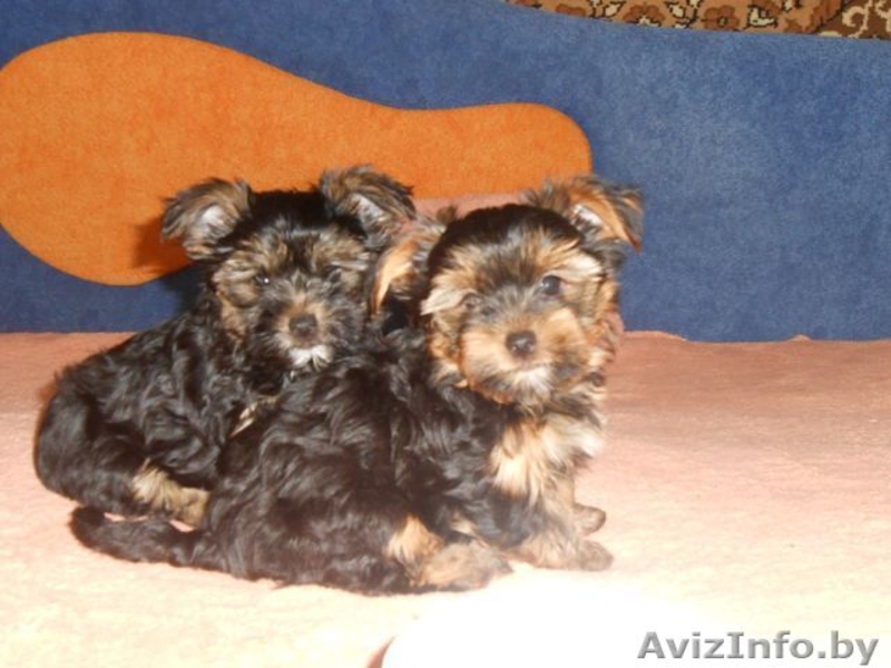 щенки йорк-терьера  - Изображение #1, Объявление #1112031