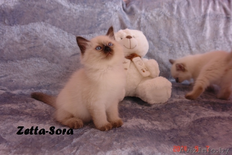 Невские маскарадные котята от титулованных родителей - Изображение #6, Объявление #1124211