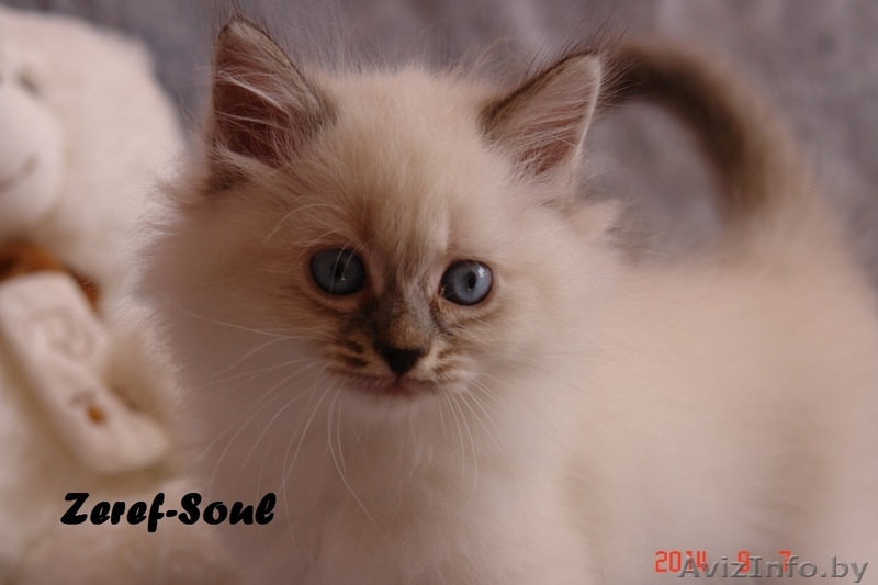 Невские маскарадные котята от титулованных родителей - Изображение #3, Объявление #1124211