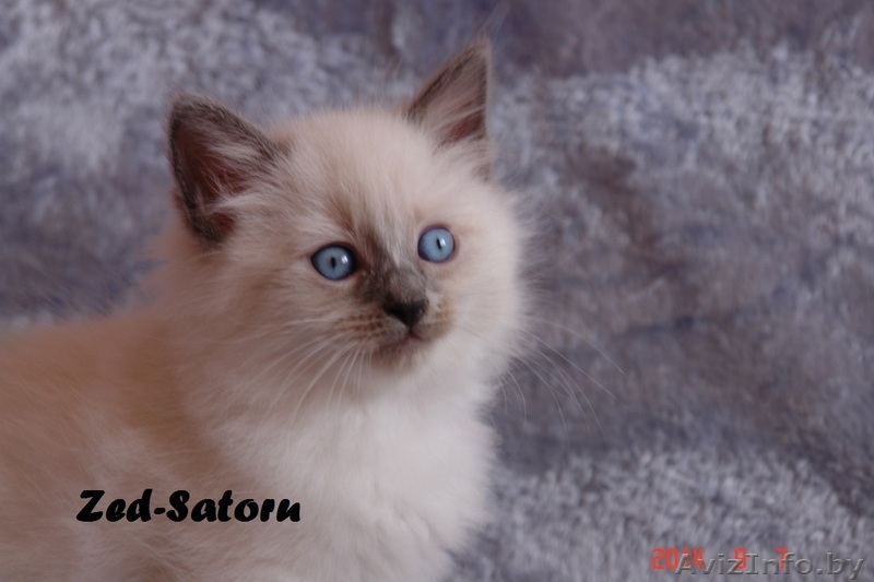 Невские маскарадные котята от титулованных родителей - Изображение #8, Объявление #1124211