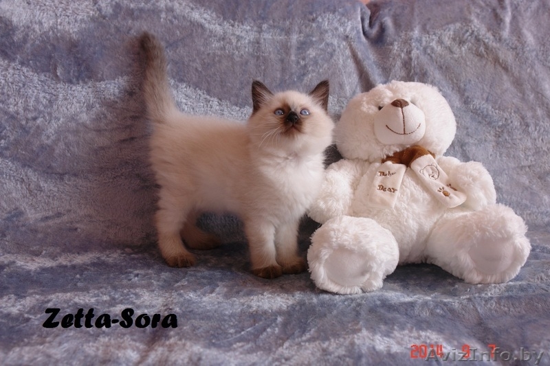 Невские маскарадные котята от титулованных родителей - Изображение #7, Объявление #1124211