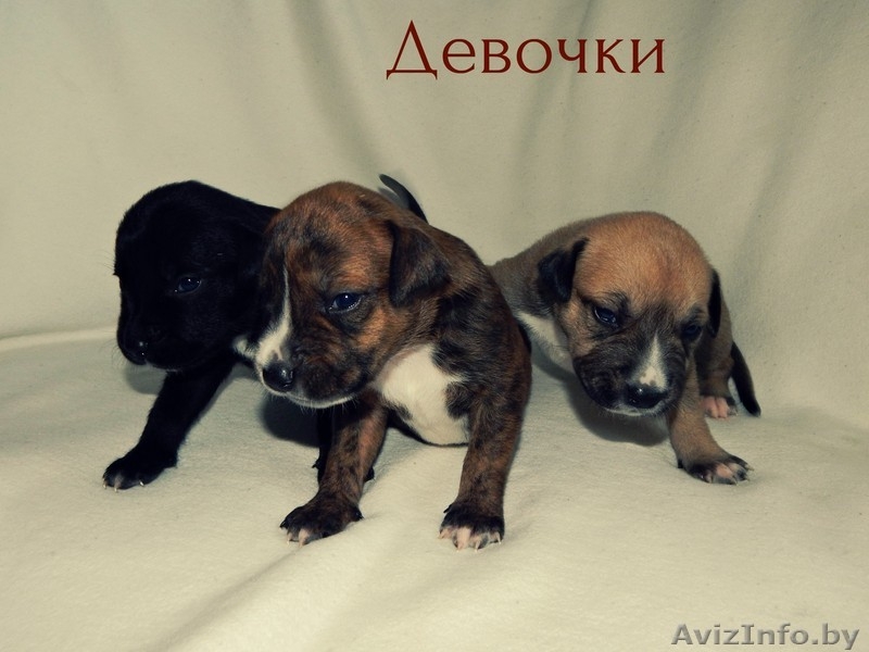 предлагаются щенки Американского стаффордшитского терьера   - Изображение #3, Объявление #1148938