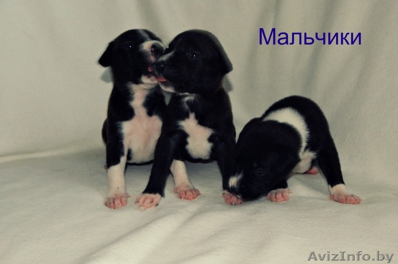 предлагаются щенки Американского стаффордшитского терьера   - Изображение #1, Объявление #1148938