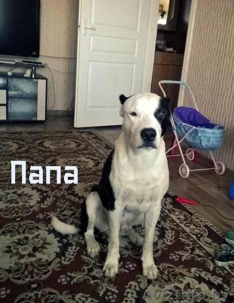 предлагаются щенки Американского стаффордшитского терьера   - Изображение #8, Объявление #1148938