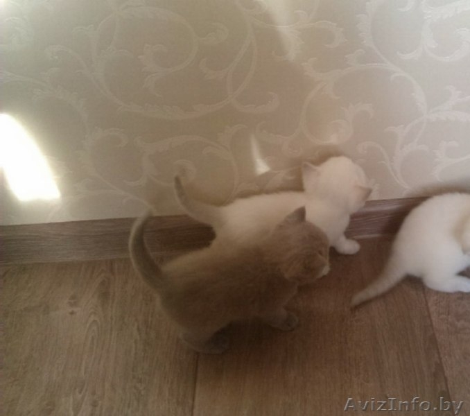 Продам  британских котят - Изображение #2, Объявление #1163883
