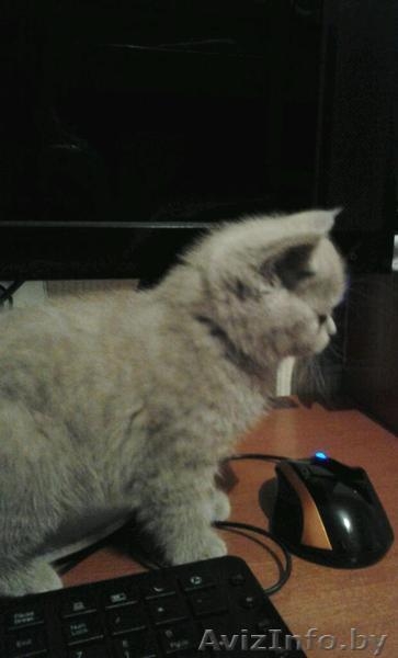 Продам  британских котят - Изображение #1, Объявление #1163883