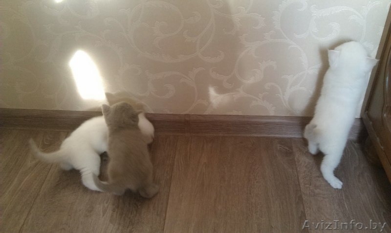 Продам  британских котят - Изображение #3, Объявление #1163883